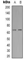 MINPP1 Antibody (Internal)