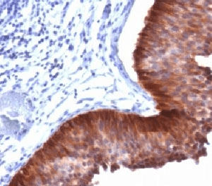 KRT17 / CK17 / Cytokeratin 17 Antibody (clone E3, Azide-free, BSA-free)