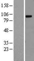 RALGDS Protein (Over-Expression Lysate Myc-DDK (Flag))