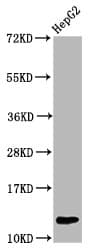Polyclonal Rabbit anti-Human HIST1H4I Antibody (IHC, IF)