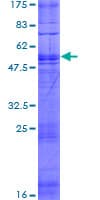 Human TAAR1 / TA1 Protein (Recombinant GST)