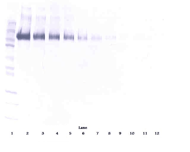 EGFR Antibody