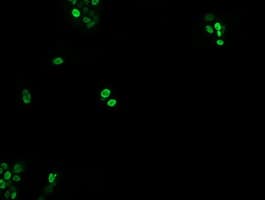 Monoclonal Mouse anti-Human EGR2 Antibody (clone OTI1B12, IHC, IF, WB)