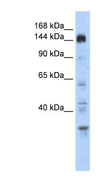 PER2 Antibody (C-Terminus)