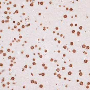H2AFX / H2AX Antibody
