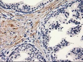 PON1 / ESA Antibody (clone OTI2D4)
