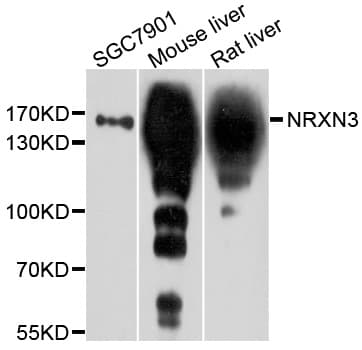 NRXN3 Antibody