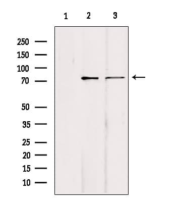 Polyclonal Rabbit anti-Human HSET / KIFC1 Antibody (IHC, IF, WB)