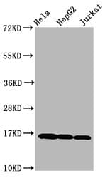 HIST1H3A Antibody (phospho-Thr3)