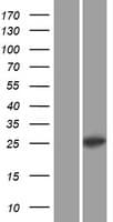 C1QL1 Protein (Over-Expression Lysate Myc-DDK (Flag))