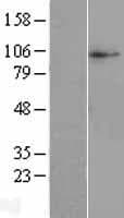 SLC38A10 Protein (Over-Expression Lysate Myc-DDK (Flag))