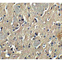 GSAP / PION Antibody