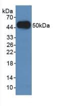LAMP2 / CD107b Antibody (aa193-375)