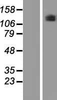 PLEKHG5 Protein (Over-Expression Lysate Myc-DDK (Flag))