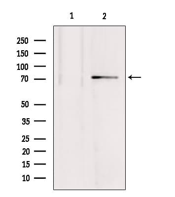 MTO1 Antibody