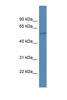 HIATL1 Antibody (C-Terminus)