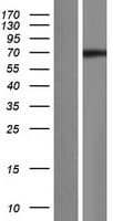 CCNK Protein (Over-Expression Lysate Myc-DDK (Flag))