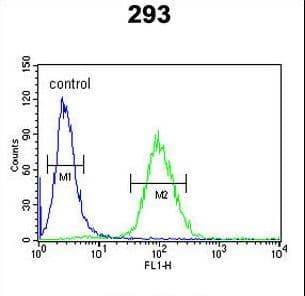 Polyclonal Rabbit anti-Human Dipeptidylpeptidase 8 / DPP8 Antibody (aa846-876, IHC, WB)