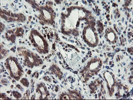 XTP4 / C17orf37 Antibody (clone OTI2D5)
