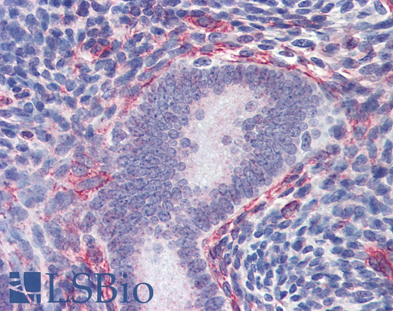 IHC-plus™ SRC Antibody (aa1-30)
