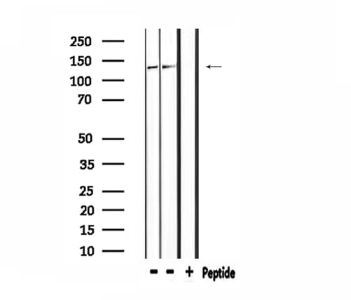 DSG2 / Desmoglein 2 Antibody