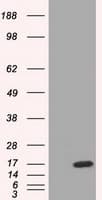 TTC32 Antibody (clone OTI1F4)