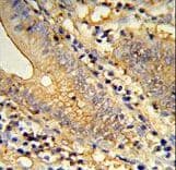 TSPAN33 / PEN Antibody (aa254-283)