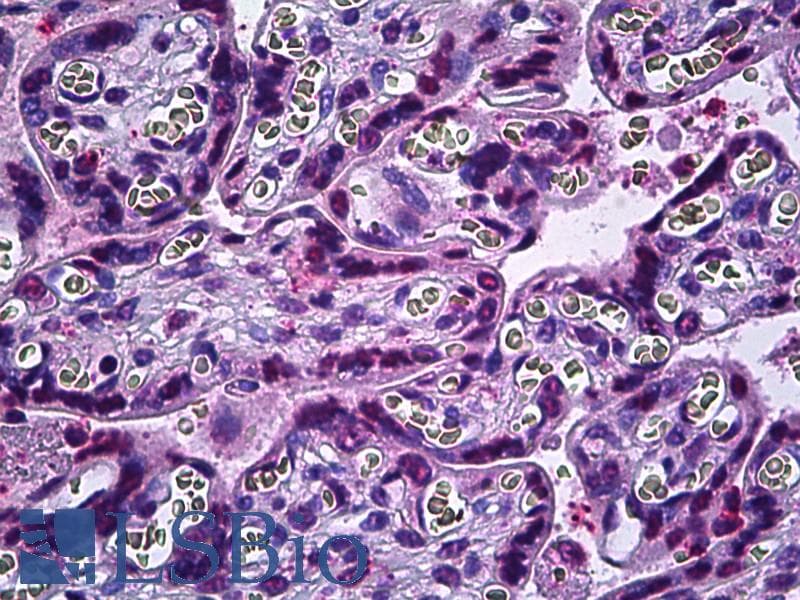 IHC-plus™ IRX2 Antibody (aa231-280)