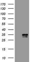 CXorf26 Antibody (clone OTI5A11)
