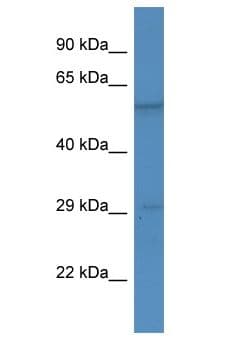 BSX Antibody (aa161-210)