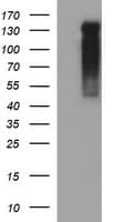 RAPGEF1 Antibody (clone OTI2F5)