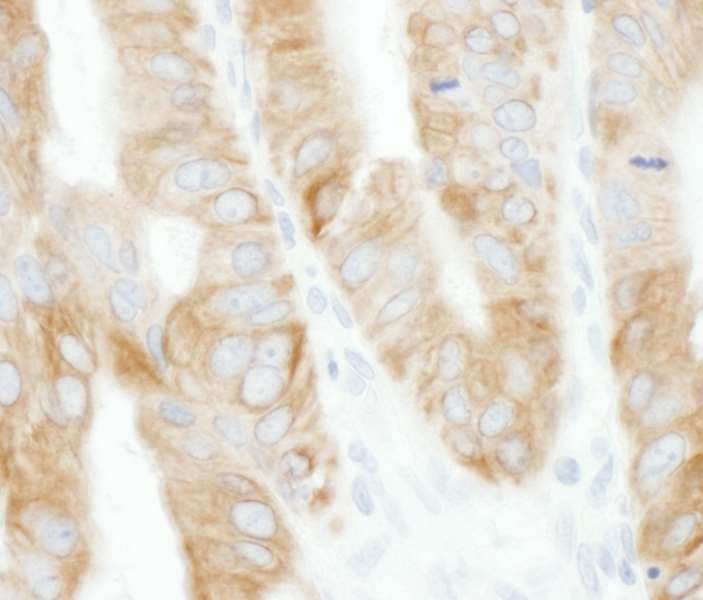 TRAF2 Antibody (aa300-350)