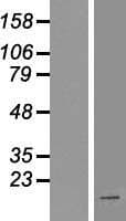 HOXA1 Protein (Over-Expression Lysate Myc-DDK (Flag))