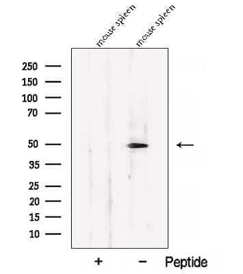 BLMH Antibody
