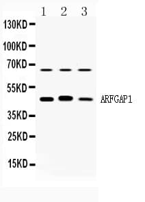 Polyclonal Rabbit anti-Human ARFGAP1 Antibody (WB)