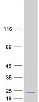 Human EDF1 / MBF1 Protein (Recombinant Myc-DDK (Flag))