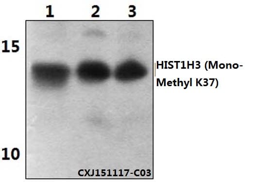 Histone H3 Antibody (Mono-Methyl-Lys37)