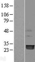 PMVK Protein (Over-Expression Lysate Myc-DDK (Flag))