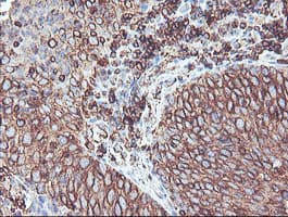CYP2B6 Antibody (clone OTI3D5)
