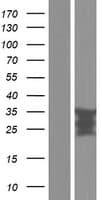 RGS4 Protein (Over-Expression Lysate Myc-DDK (Flag))