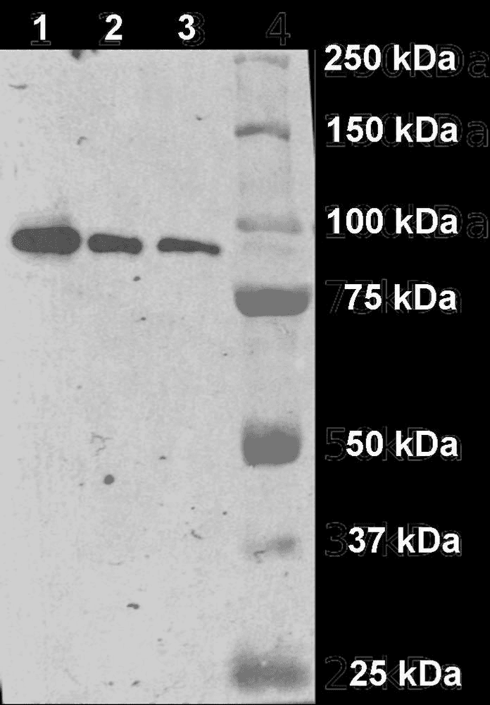 FOLH1 / PSMA Antibody (clone GCP-04)