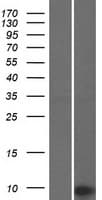 TMA7 / CCDC72 Protein (Over-Expression Lysate Myc-DDK (Flag))