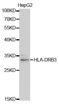 HLA-DRB3 Antibody