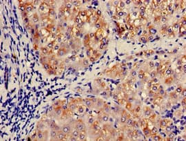CCL3 / MIP-1-Alpha Antibody