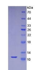 Mouse SDF1 / CXCL12 Protein (Recombinant His)