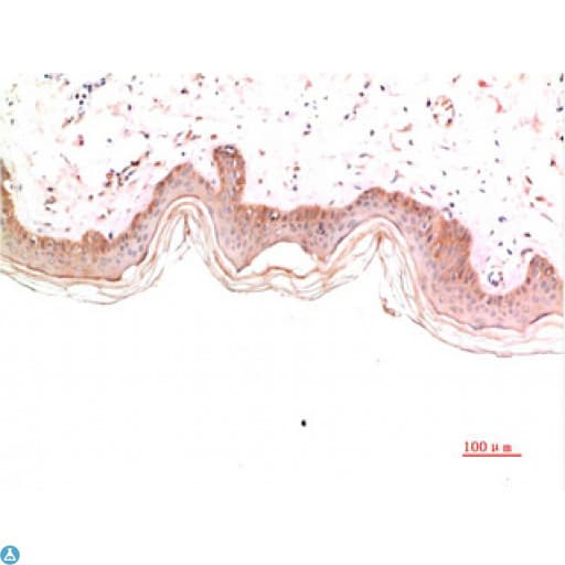Monoclonal Mouse anti-Human Collagen IV Antibody (WB)