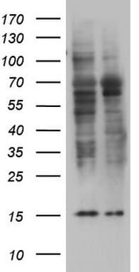 TRIM27 Antibody (clone OTI2F9, Carrier-free)