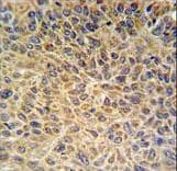 EXOC3L2 Antibody (aa54-83)