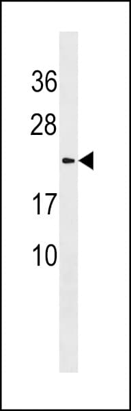 LYZL1 Antibody (aa119-144)