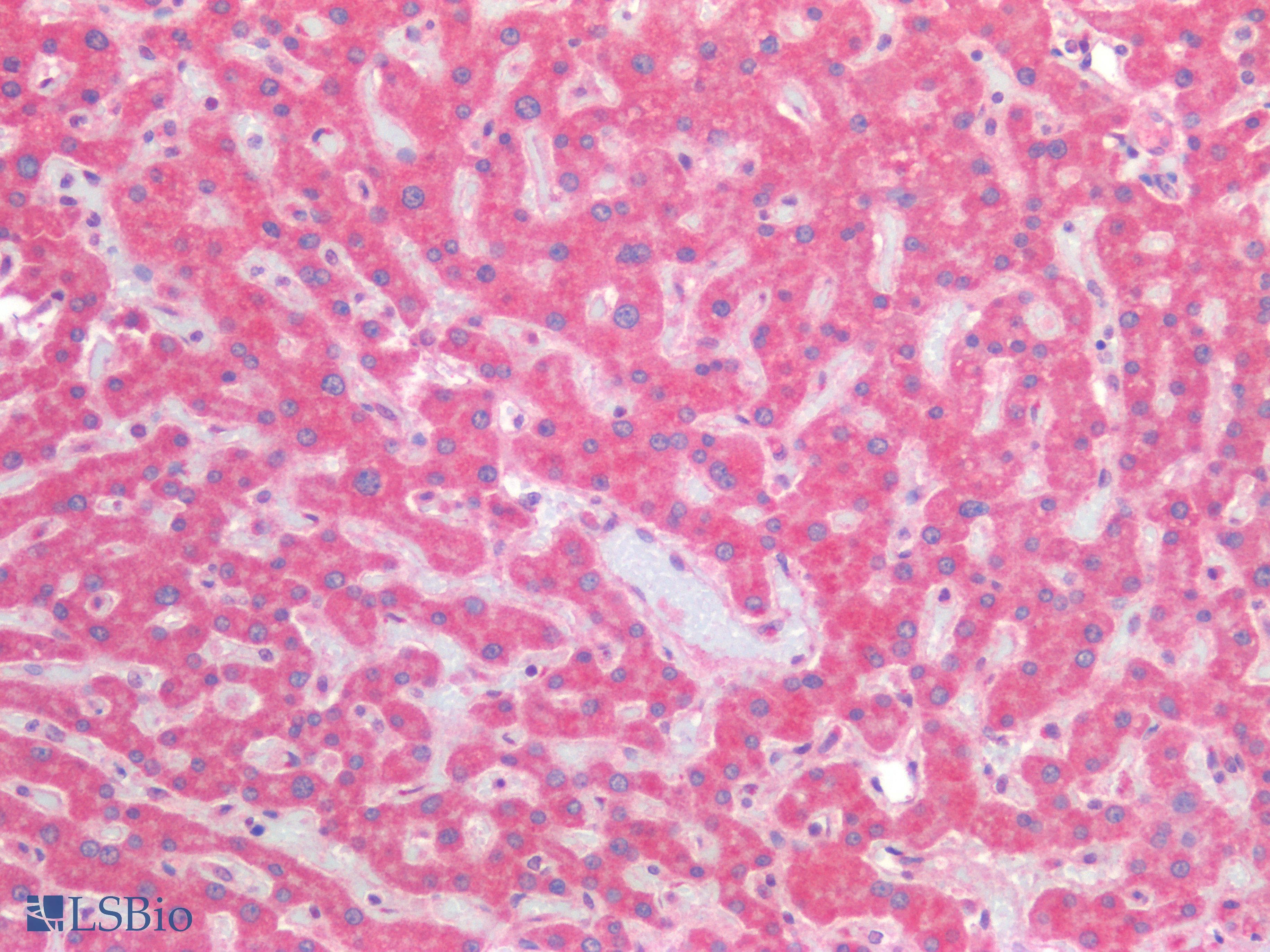 PathPlus™ Polyclonal Rabbit anti-Human CD276 / B7-H3 Antibody (IHC)
